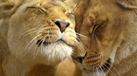 animal lover wallpaper|Free Animal Love Wallpaper Photos .